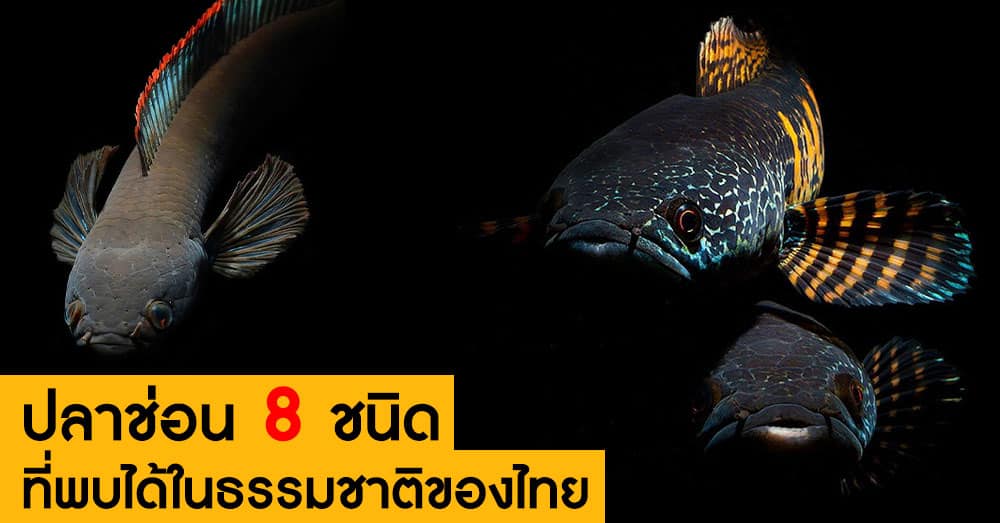 ปลาช่อนในไทย